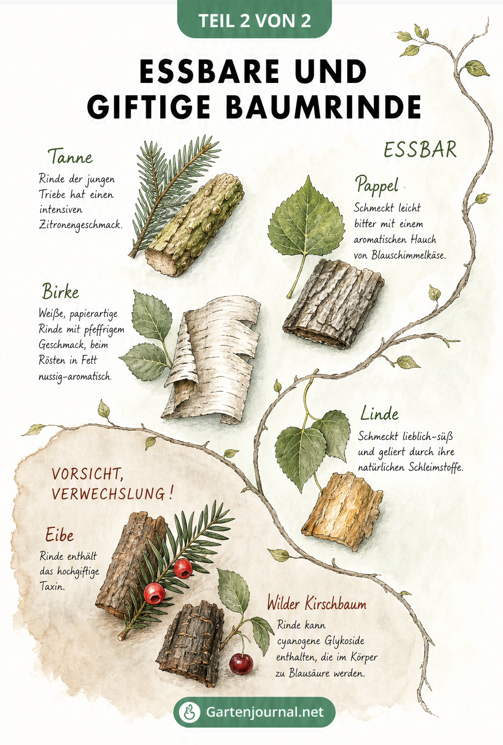 Aquarell-Illustration von essbaren Baumrinden wie Tanne, Pappel, Birke und Linde sowie giftigen Arten wie Eibe und wilder Kirsche.