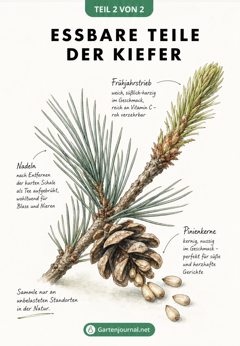 Detaillierte Zeichnung eines Pinienzweigs mit Frühjahrstrieb, Nadeln und einem Zapfen mit Pinienkernen