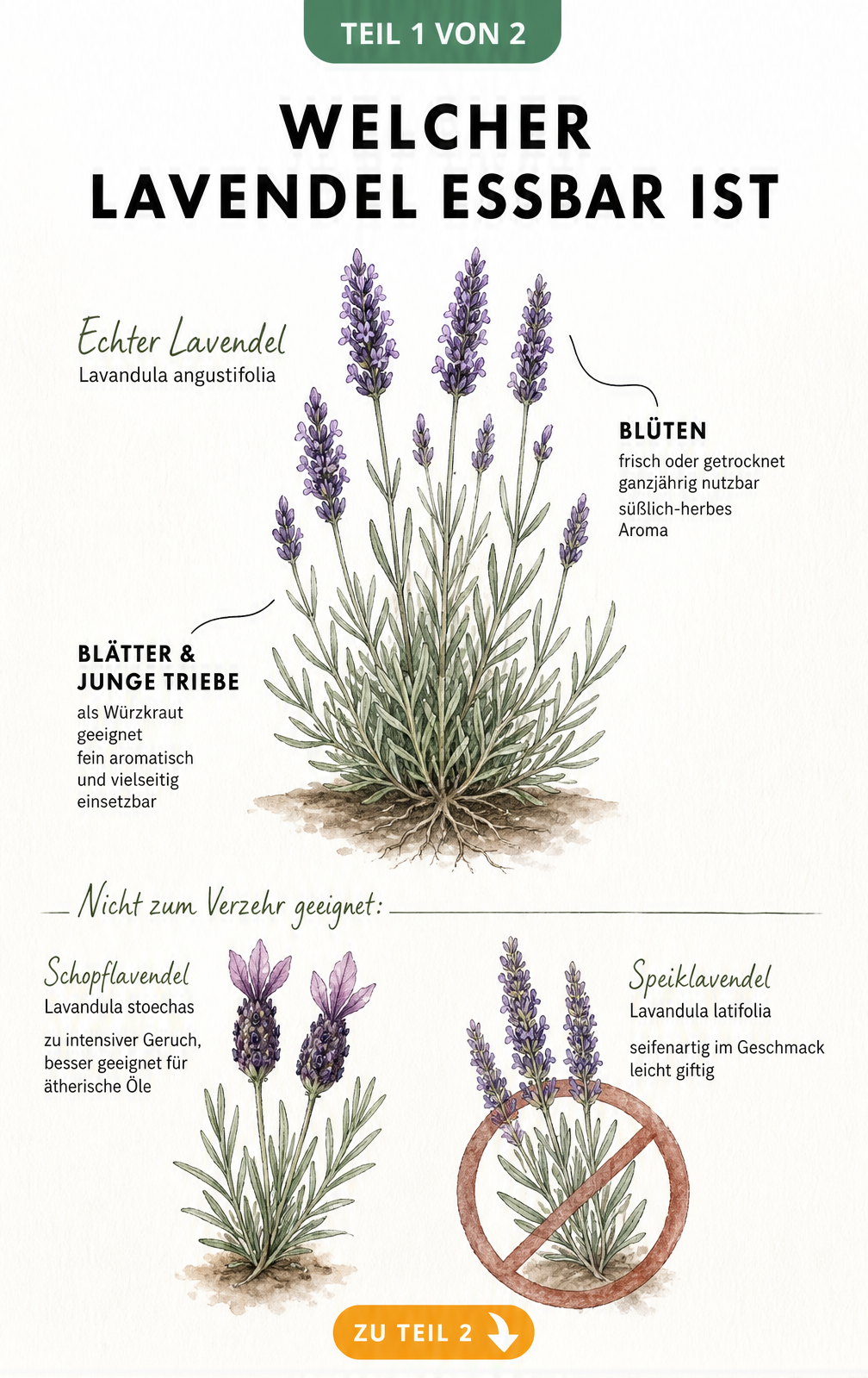Botanische Illustration von echtem Lavendel, Schopflavendel und Speiklavendel mit Hinweisen zur Essbarkeit