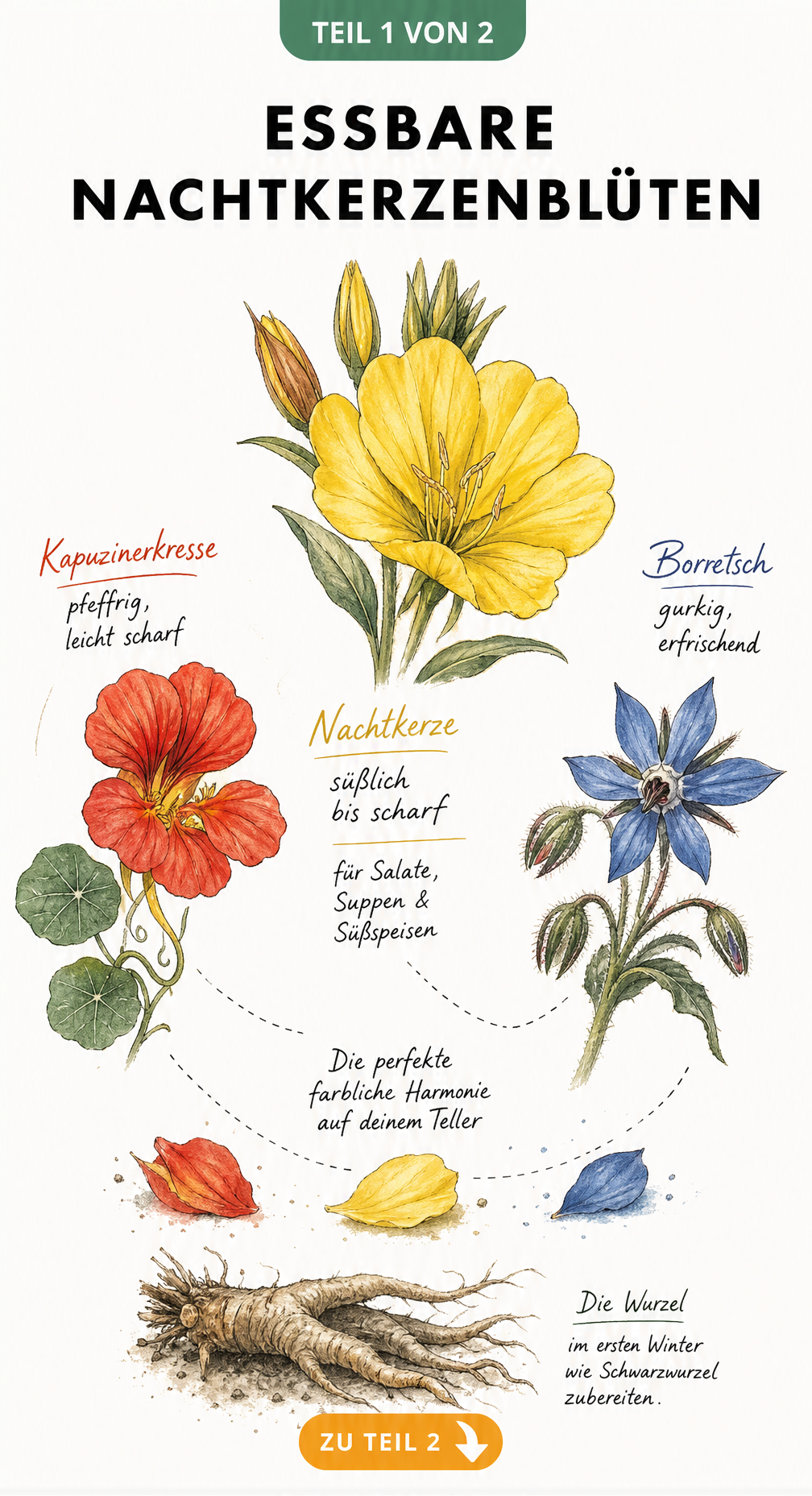 Botanische Illustration einer gelben Nachtkerzenblüte mit roter Kapuzinerkresse und blauer Borretschblüte