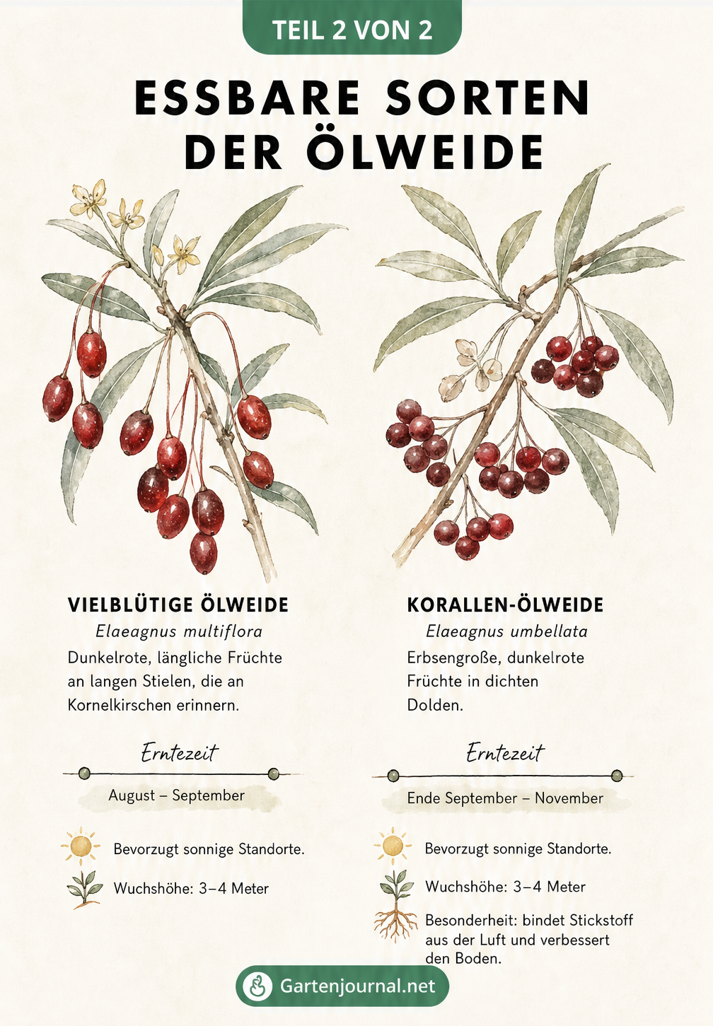 Gegenüberstellung der Vielblütigen Ölweide und der Korallen-Ölweide mit Illustrationen der Früchte, Erntezeiten und botanischen Besonderheiten.