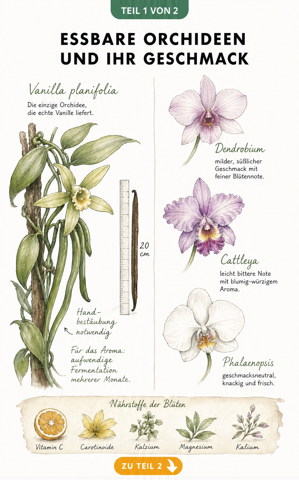 Botanische Illustration von essbaren Orchideen wie Vanille, Dendrobium, Cattleya und Phalaenopsis mit Geschmacksnoten und Nährstoffen