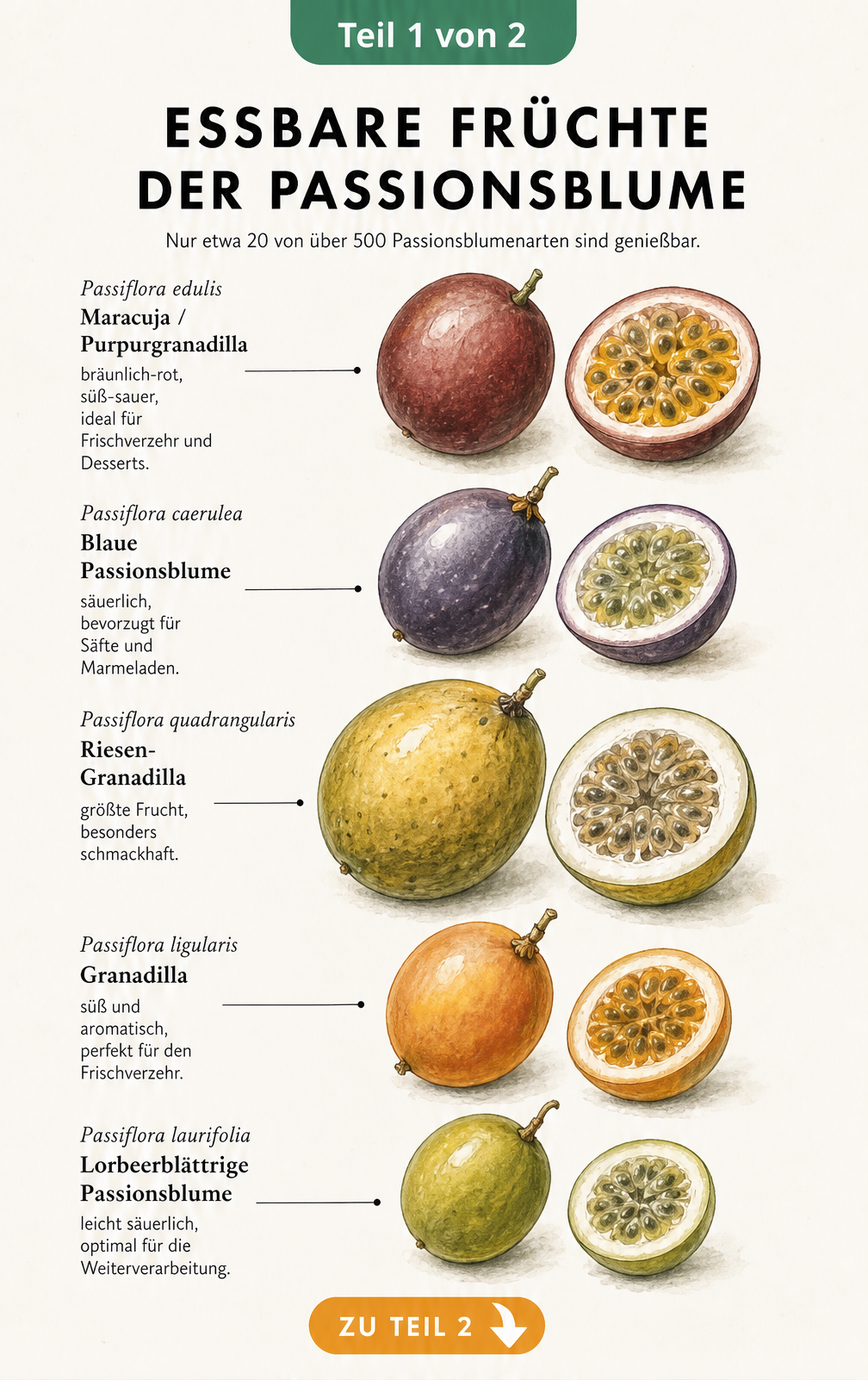Botanische Schautafel von fünf essbaren Passionsfrüchten wie Maracuja und Granadilla mit aufgeschnittenen Hälften