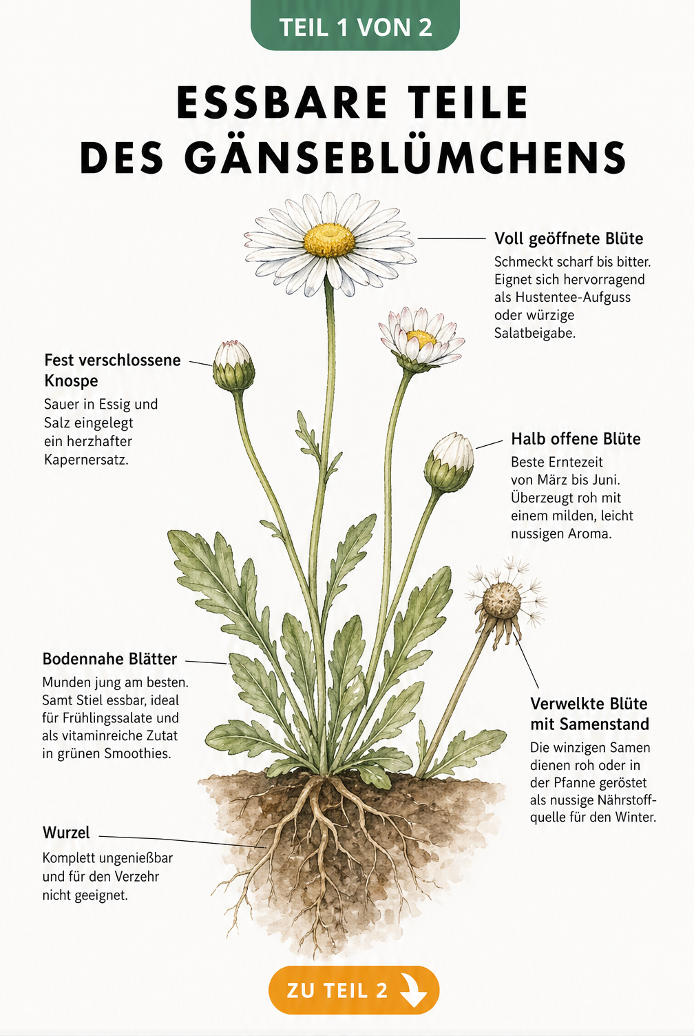 Botanische Illustration eines Gänseblümchens mit Erklärungen zu den essbaren Pflanzenteilen wie Blättern, Blüten und Samen.