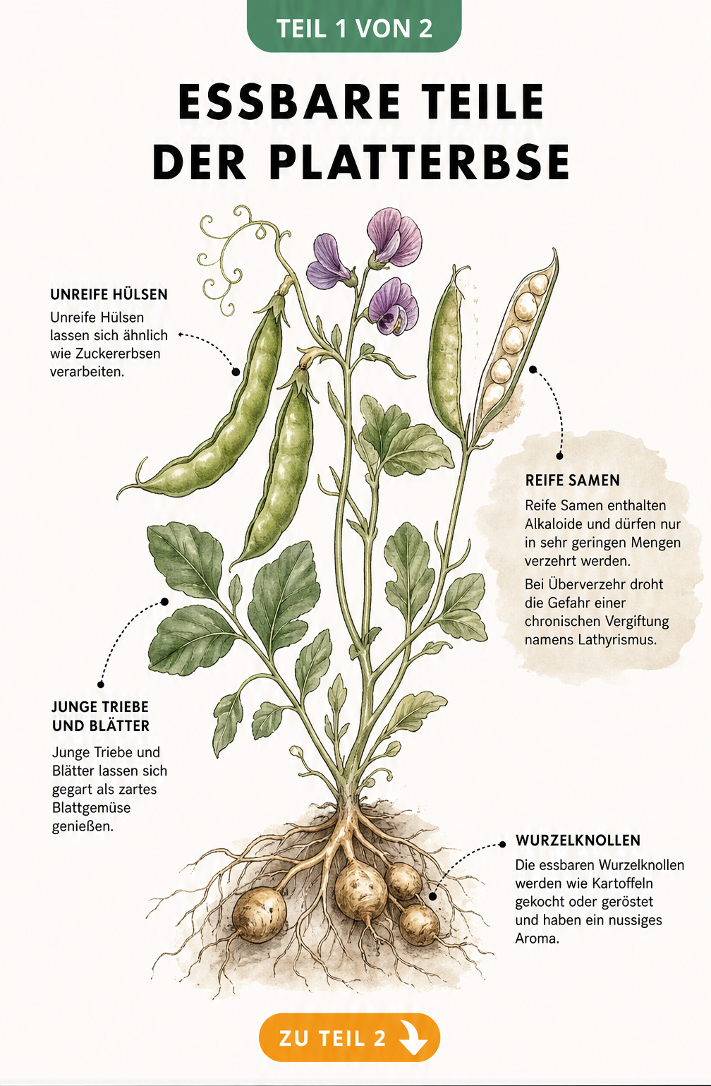 Botanische Illustration einer Platterbse mit Markierung der essbaren Pflanzenteile wie Wurzelknollen, Blätter, Triebe und unreife Hülsen sowie einer Warnung...