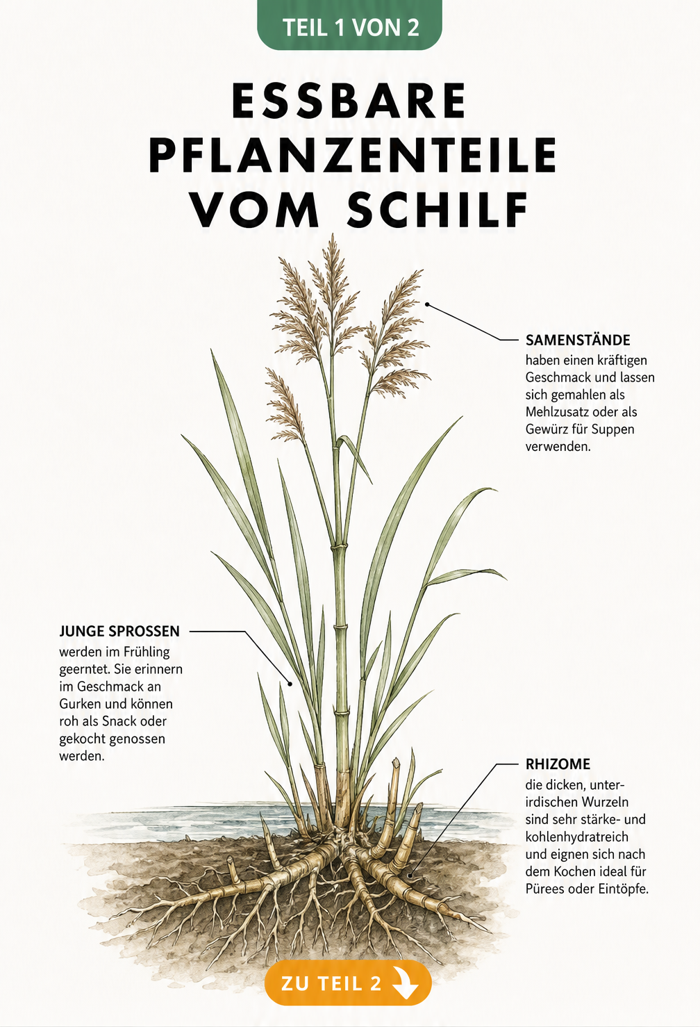 Botanische Illustration einer Schilfpflanze im Querschnitt mit Markierungen der essbaren Teile wie Samenstände, Sprossen und Rhizome
