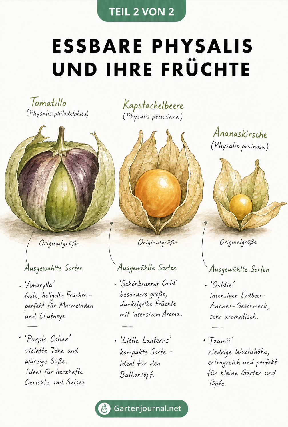 Gezeichnete Darstellung von drei essbaren Physalis-Früchten: Tomatillo, Kapstachelbeere und Ananaskirsche mit Sortenempfehlungen.