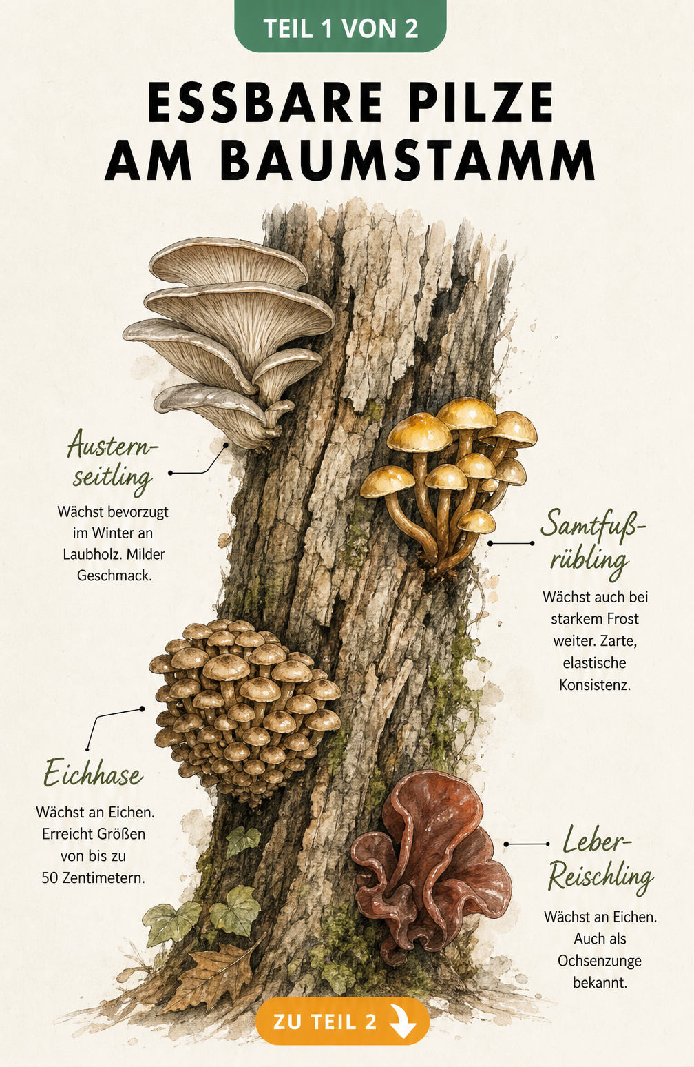 Illustration eines Baumstamms mit vier essbaren Pilzarten: Austernseitling, Samtfußrübling, Eichhase und Leber-Reischling