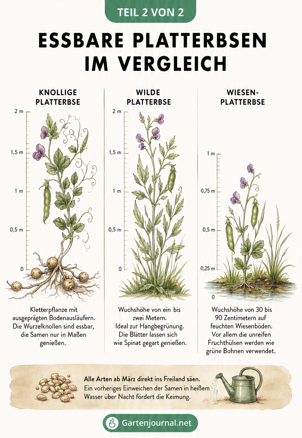 Vergleich von drei essbaren Platterbsenarten: Knollige Platterbse, Wilde Platterbse und Wiesen-Platterbse mit Wuchshöhe und Verwendungstipps.