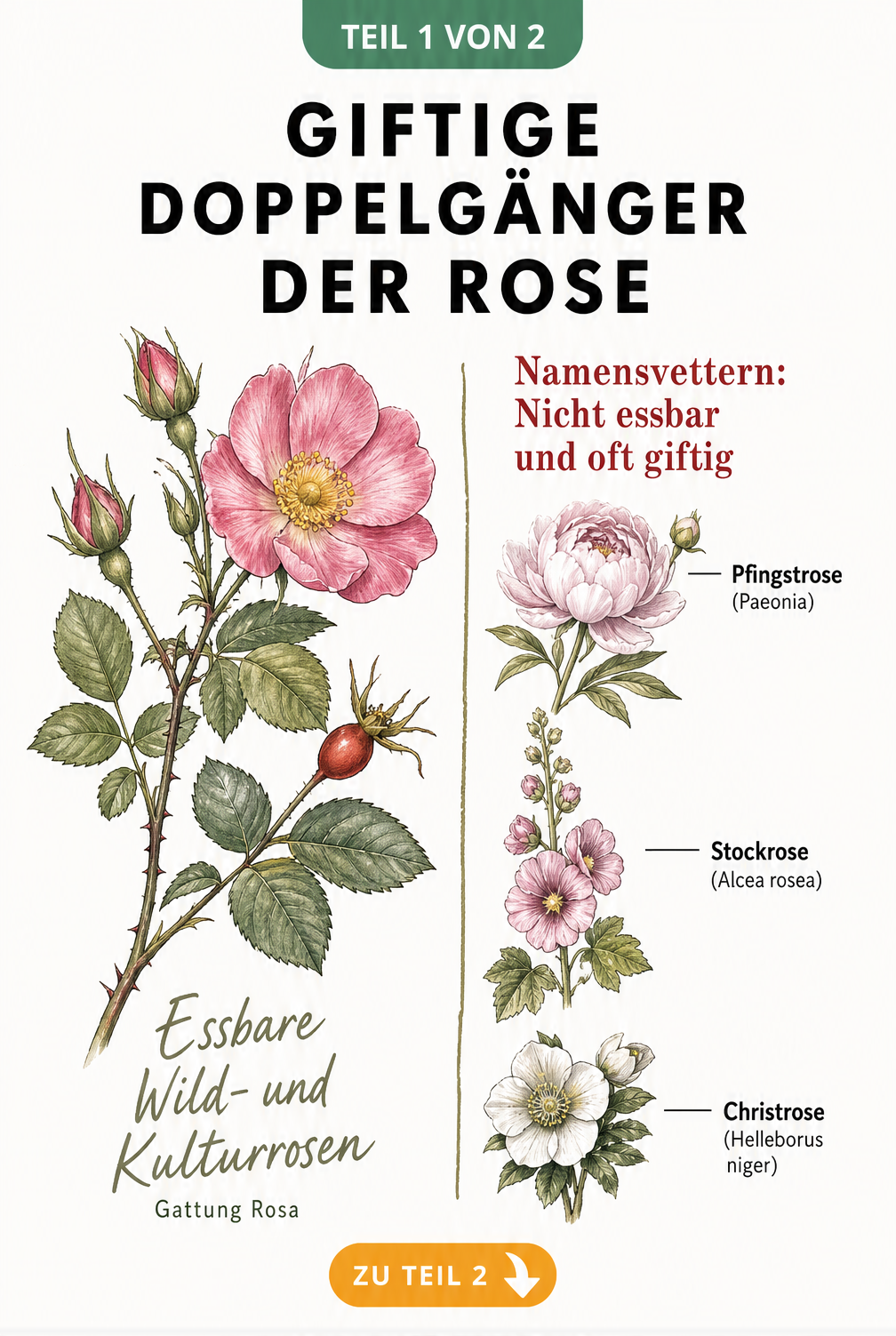 Botanische Illustration einer essbaren Rose neben giftigen Doppelgängern wie Pfingstrose, Stockrose und Christrose