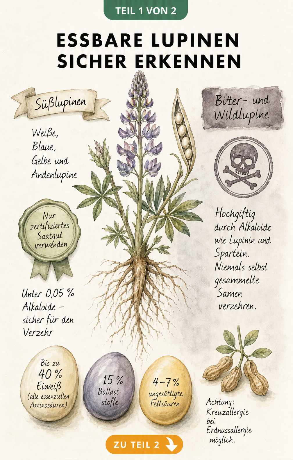 Botanische Illustration einer Lupinenpflanze mit Gegenüberstellung von essbaren Süßlupinen und giftigen Bitterlupinen sowie Nährwerten der Samen