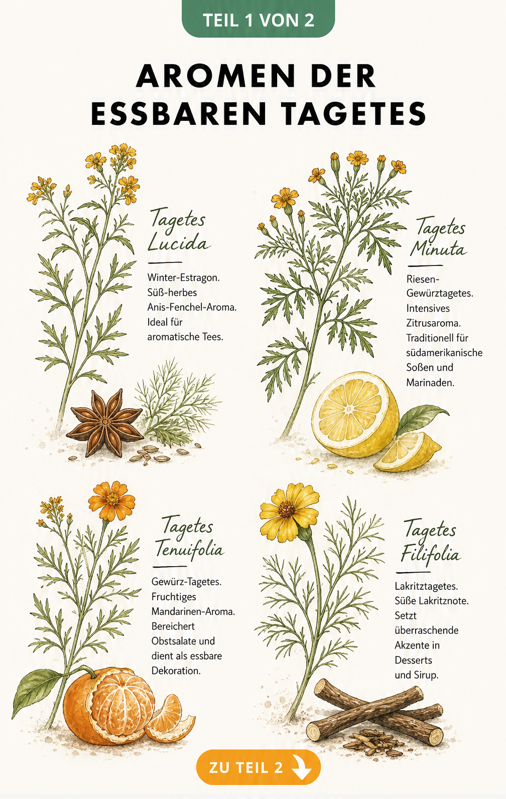 Botanische Illustration von vier essbaren Tagetes-Arten mit ihren Aromen: Winter-Estragon, Riesen-Gewürztagetes, Gewürz-Tagetes und Lakritztagetes.