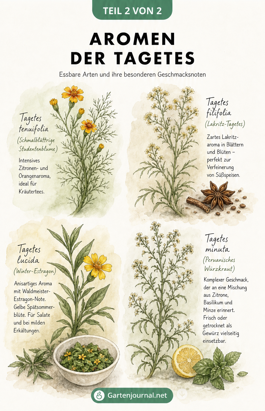 Botanische Zeichnung von Blättern und Blüten essbarer Tagetes-Arten mit Beschreibung ihrer Aromen