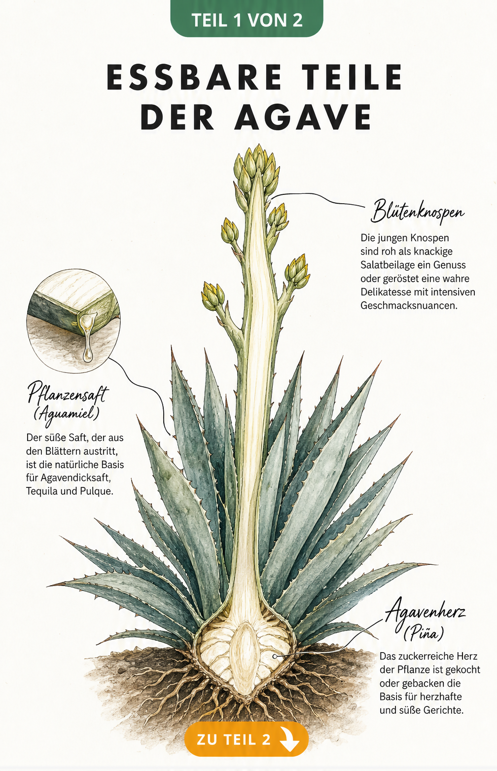 Botanische Zeichnung einer Agave mit angeschnittenem Boden, Wurzelwerk, Pflanzenherz und Blütenstand. Markierungen zeigen essbare Teile wie Blütenknospen,...