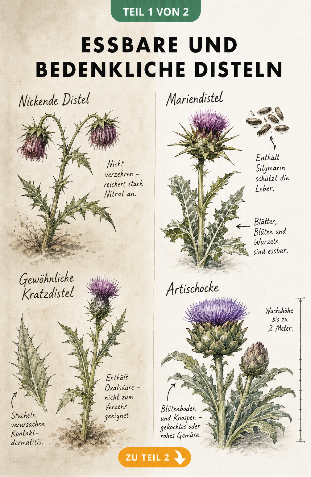 Botanische Lehrtafel mit essbaren und bedenklichen Disteln wie Nickende Distel, Kratzdistel, Mariendistel und Artischocke