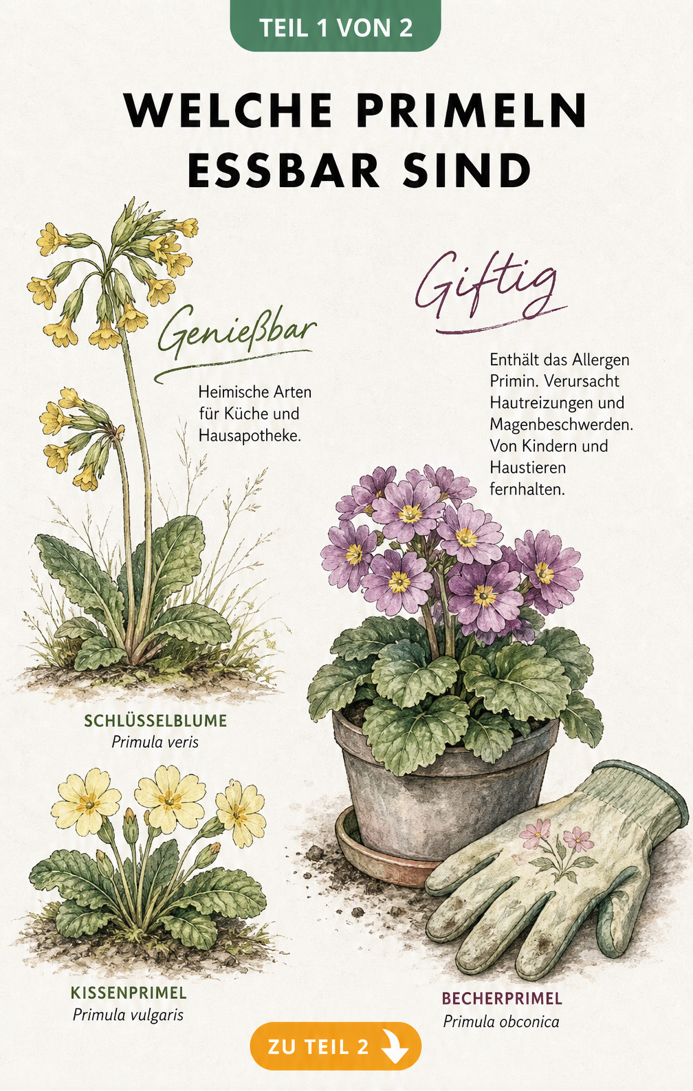 Botanische Illustration einer essbaren Schlüsselblume und Kissenprimel im Vergleich zu einer giftigen Becherprimel