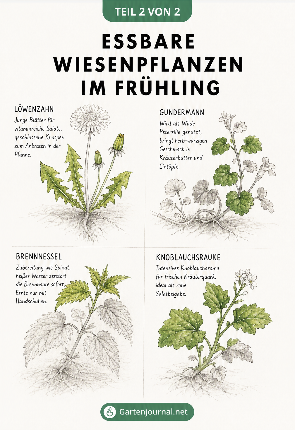Botanische Skizze essbarer Wiesenpflanzen im Frühling, bei der die essbaren Teile von Löwenzahn, Gundermann, Brennnessel und Knoblauchsrauke farbig...