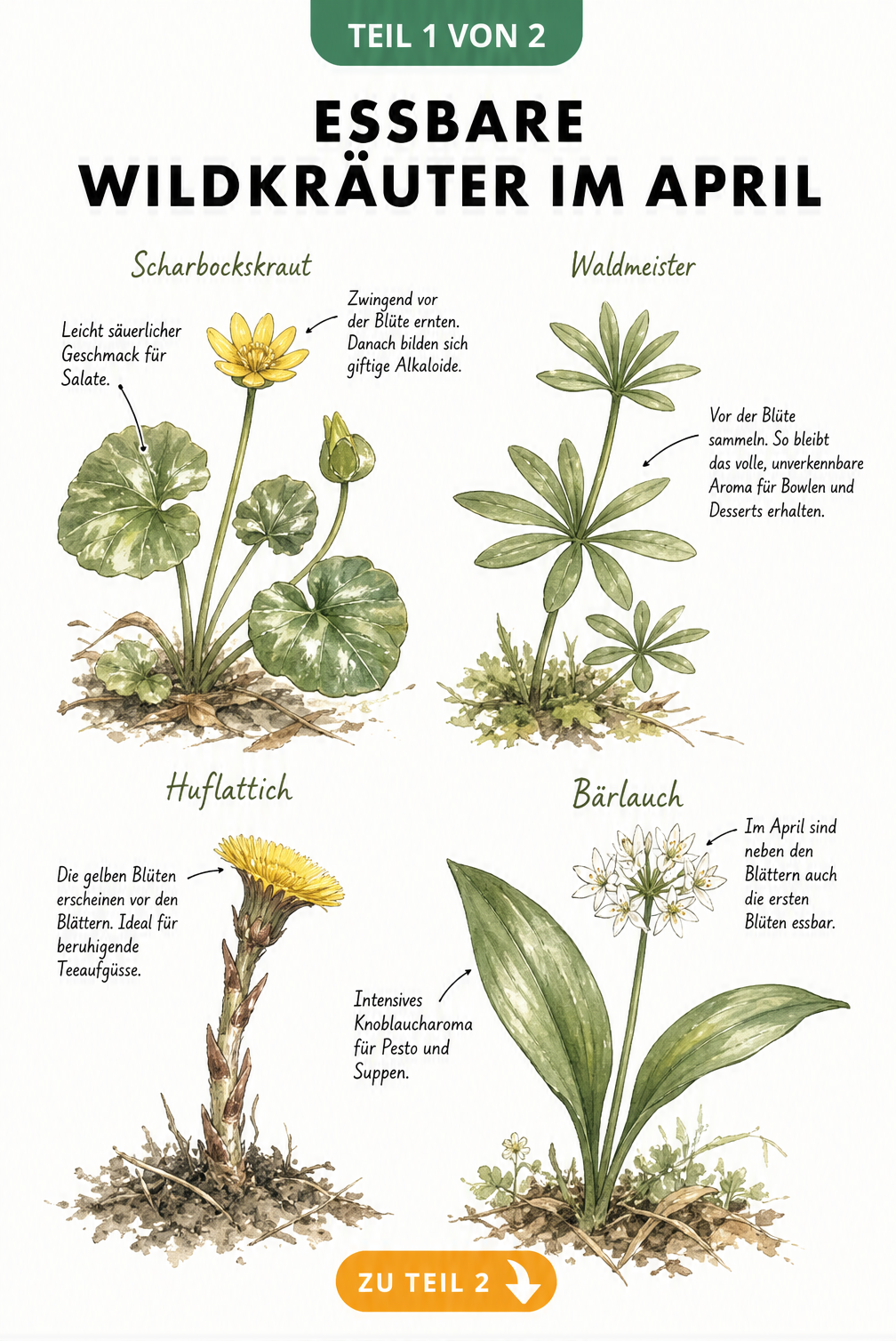 Botanische Illustration von Scharbockskraut, Waldmeister, Huflattich und Bärlauch mit Erntehinweisen für den April