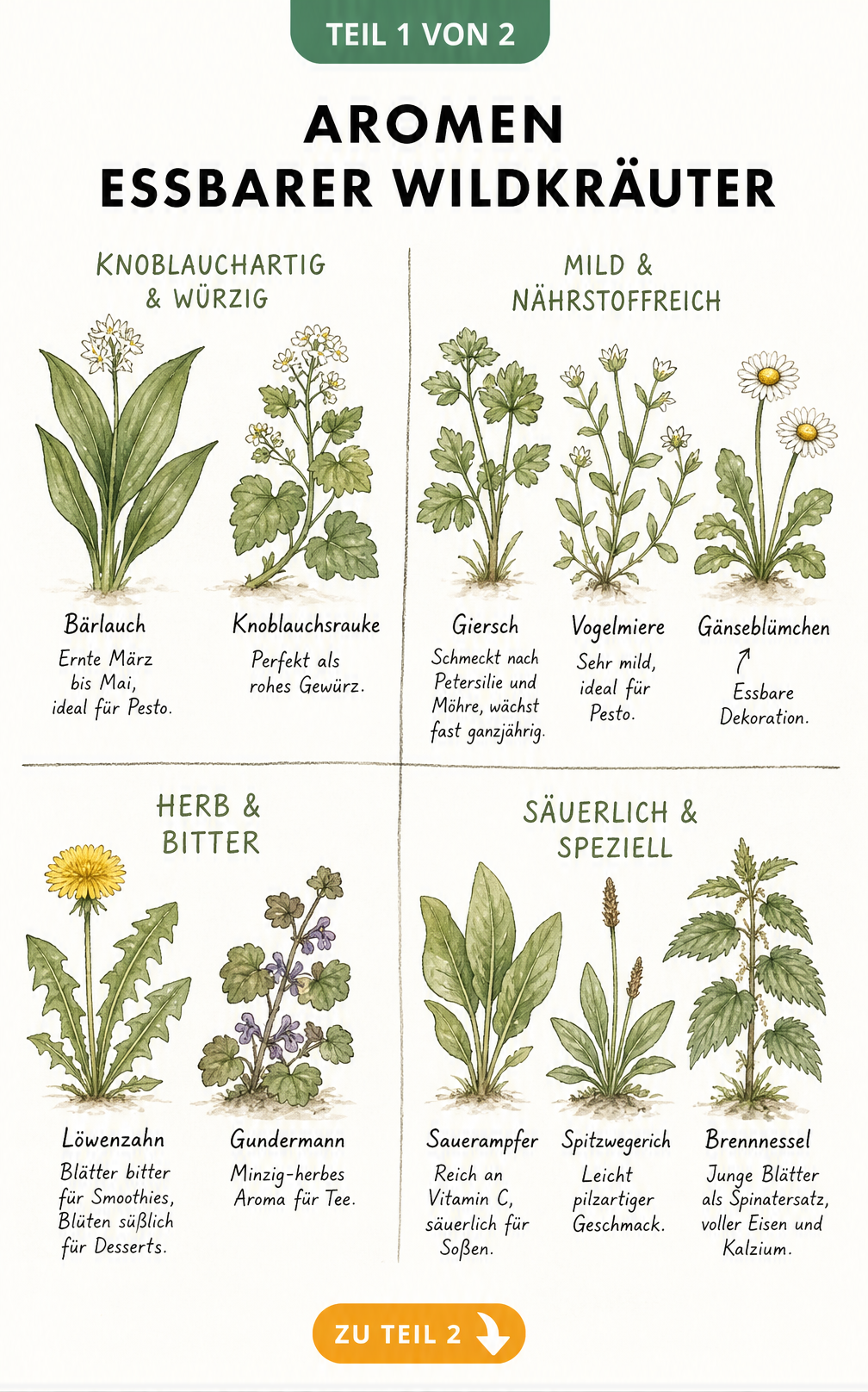 Botanische Lehrtafel mit essbaren Wildkräutern, unterteilt in vier Geschmacksrichtungen: knoblauchartig, mild, herb und säuerlich.
