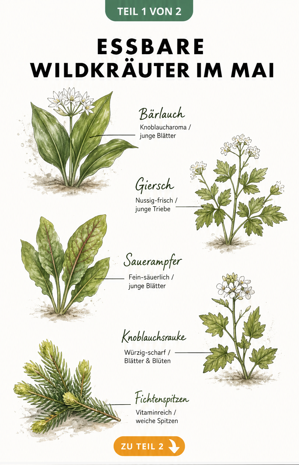 Botanische Lehrtafel mit fünf essbaren Wildkräutern im Mai: Bärlauch, Giersch, Sauerampfer, Knoblauchsrauke und Fichtenspitzen