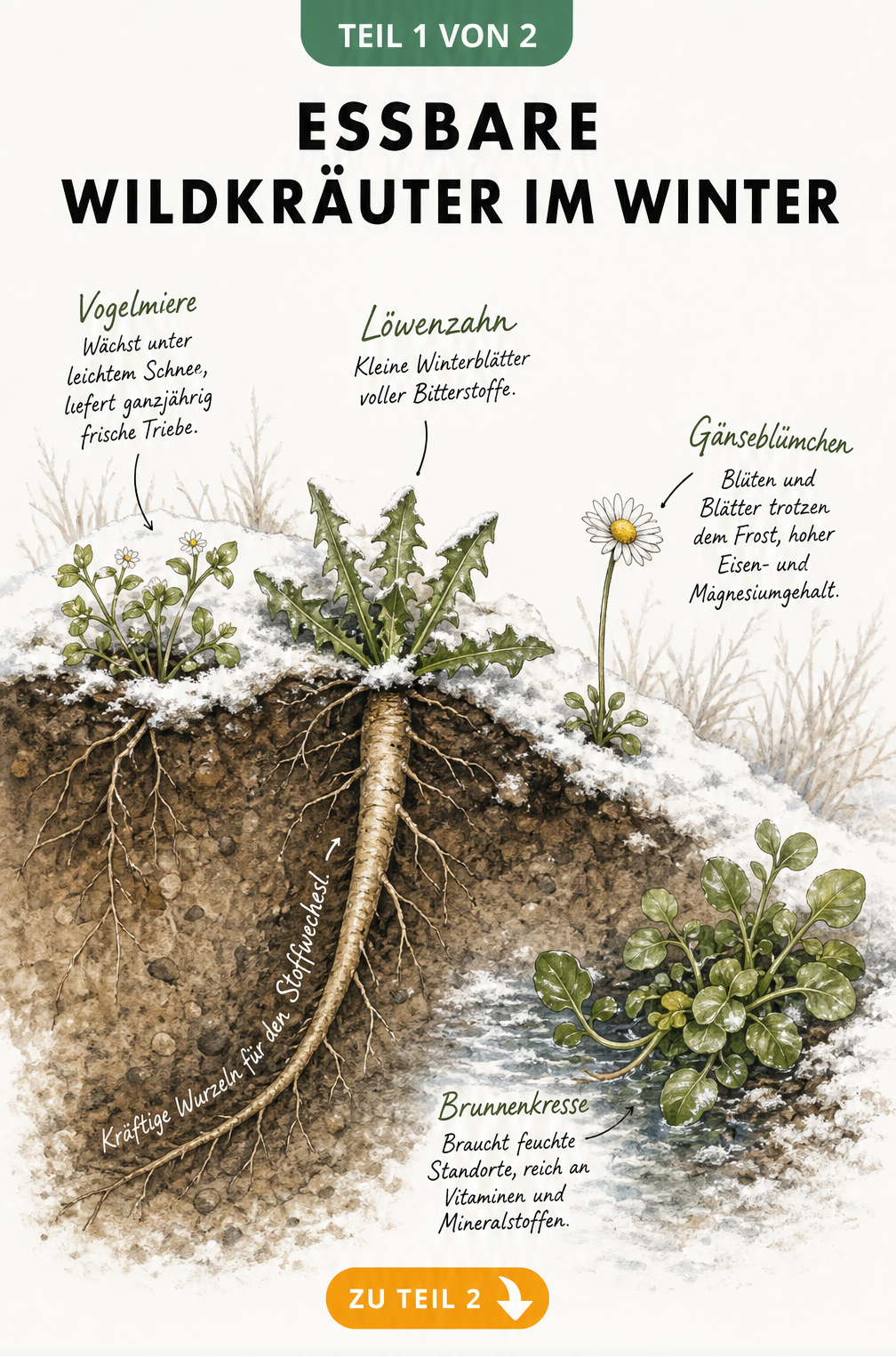 Illustration von essbaren Wildkräutern im Winter: Vogelmiere, Löwenzahn, Brunnenkresse und Gänseblümchen wachsen auf einem schneebedeckten Erdhügel.