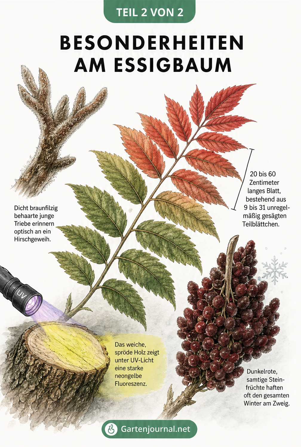 Botanische Illustration der Besonderheiten des Essigbaums mit Blättern, behaarten Trieben, roten Früchten und fluoreszierendem Holz.