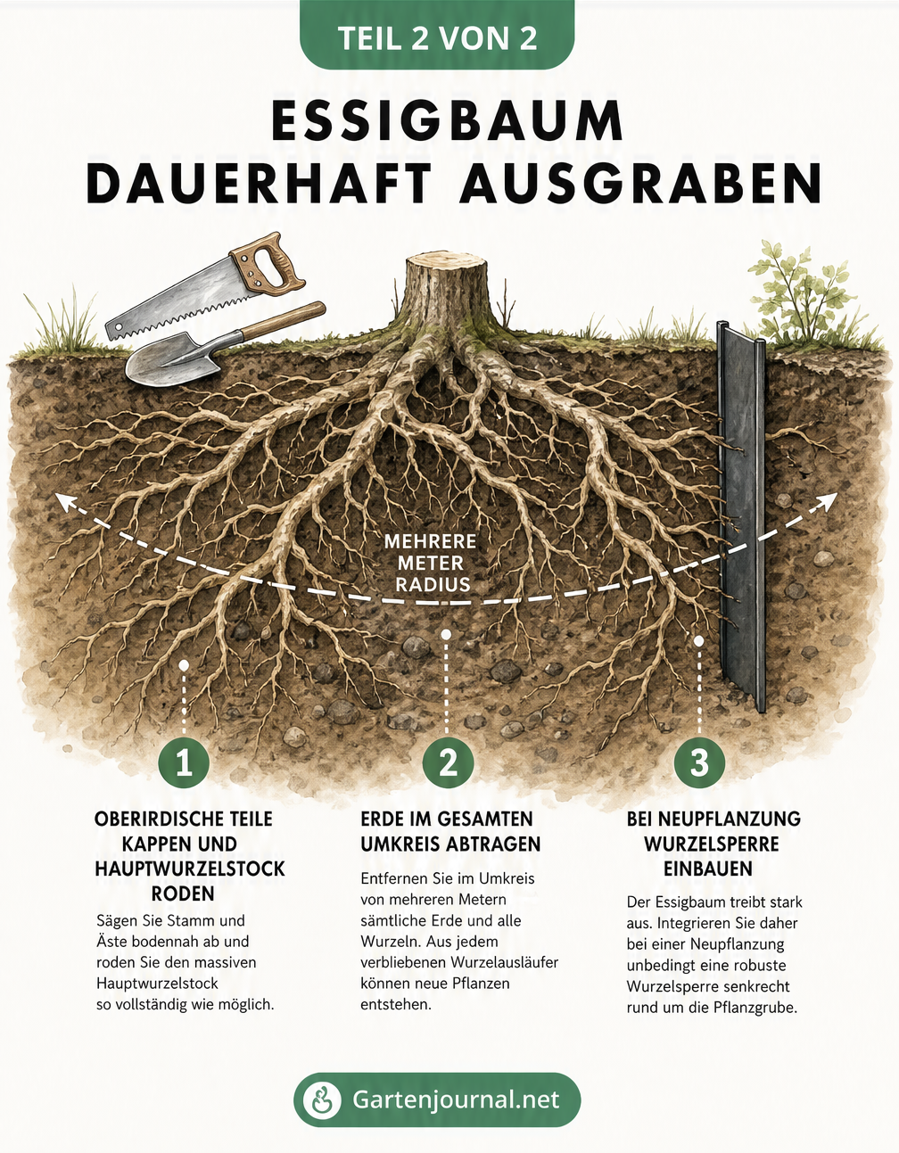 Querschnitt-Zeichnung des Bodens mit einem abgesägten Essigbaumstumpf und dem massiven, weit verzweigten Wurzelwerk, das ausgegraben werden muss.