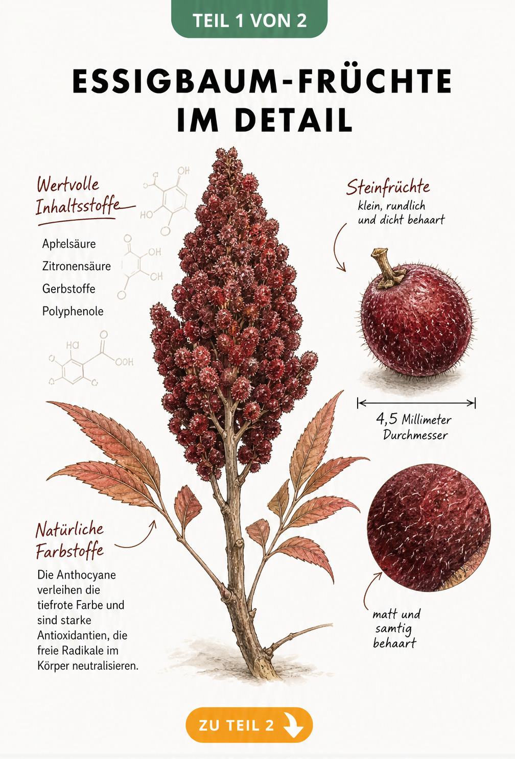 Botanische Illustration eines dunkelroten Essigbaum-Fruchtstandes mit Detailansicht einer Steinfrucht und chemischen Inhaltsstoffen wie Apfelsäure und...