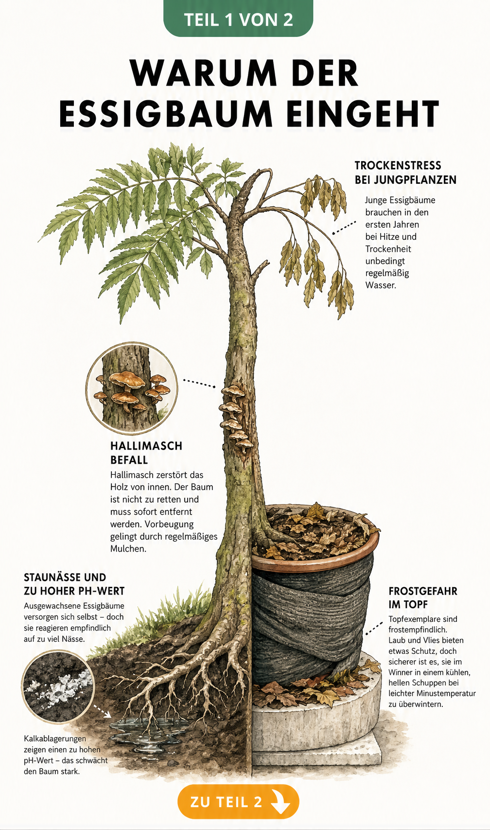 Botanische Illustration eines Essigbaums im Querschnitt, die Ursachen für das Absterben wie Staunässe, Hallimasch-Befall, Frost im Kübel und Trockenstress...