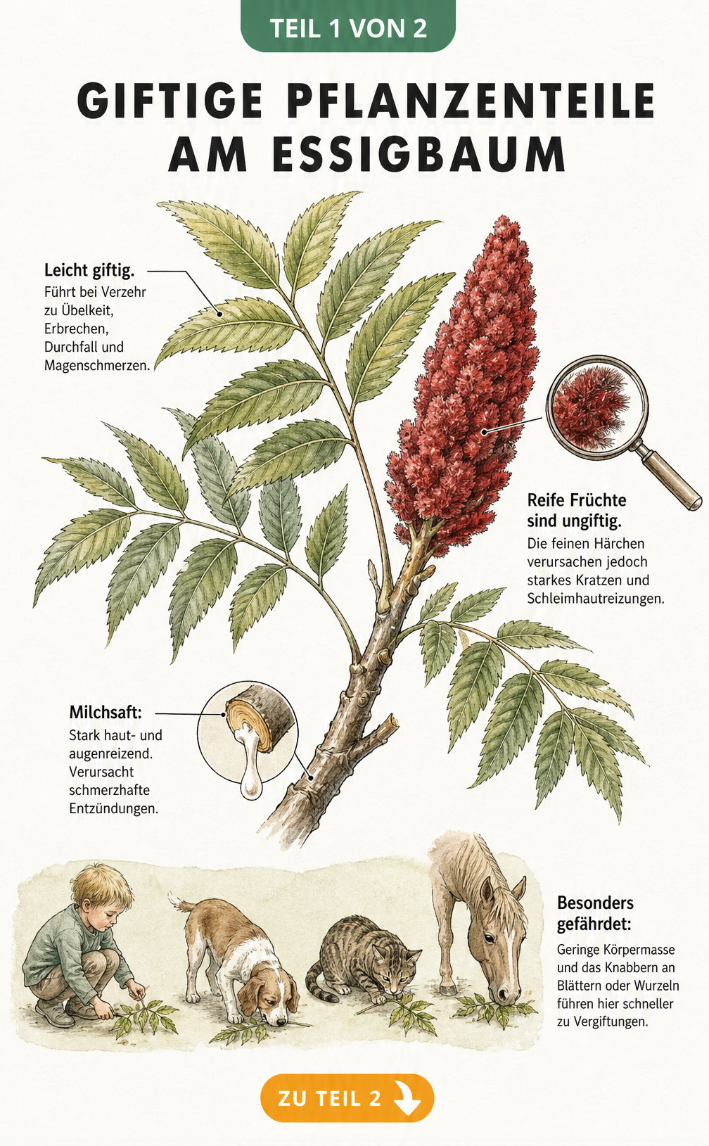 Botanische Illustration eines Essigbaum-Zweigs mit Blättern, Ast und rotem Fruchtkolben, die giftige Pflanzenteile und Gefahren für Kinder und Haustiere zeigt.