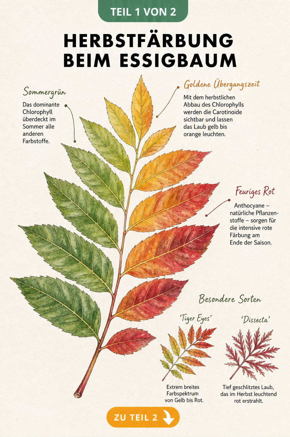 Botanische Illustration eines Essigbaumblattes mit Farbverlauf von Grün über Gelborange bis Scharlachrot und Skizzen der Sorten Tiger Eyes und Dissecta
