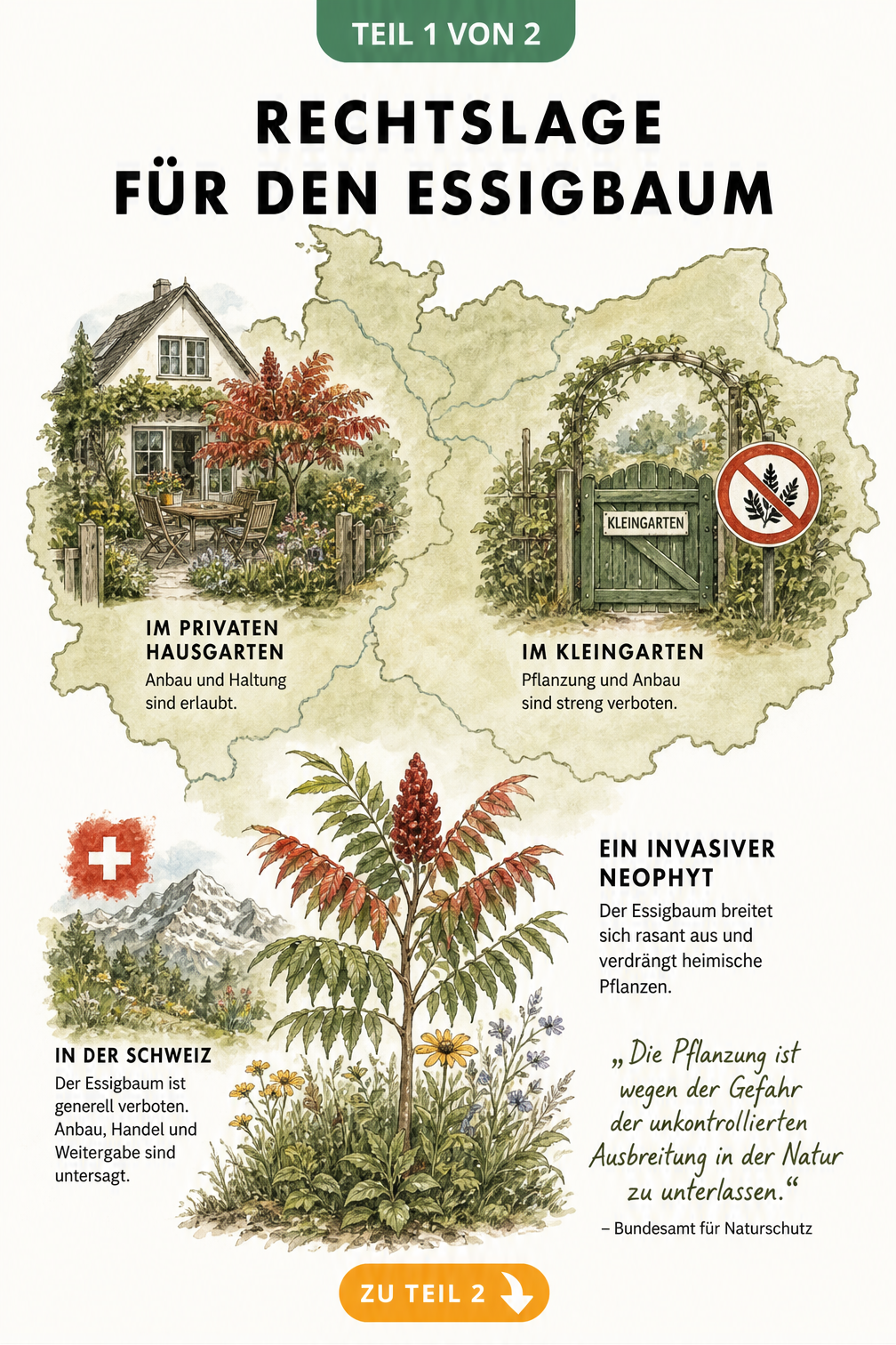Illustrierte Landkarte mit der Rechtslage zum Pflanzen eines Essigbaums in Deutschland und der Schweiz