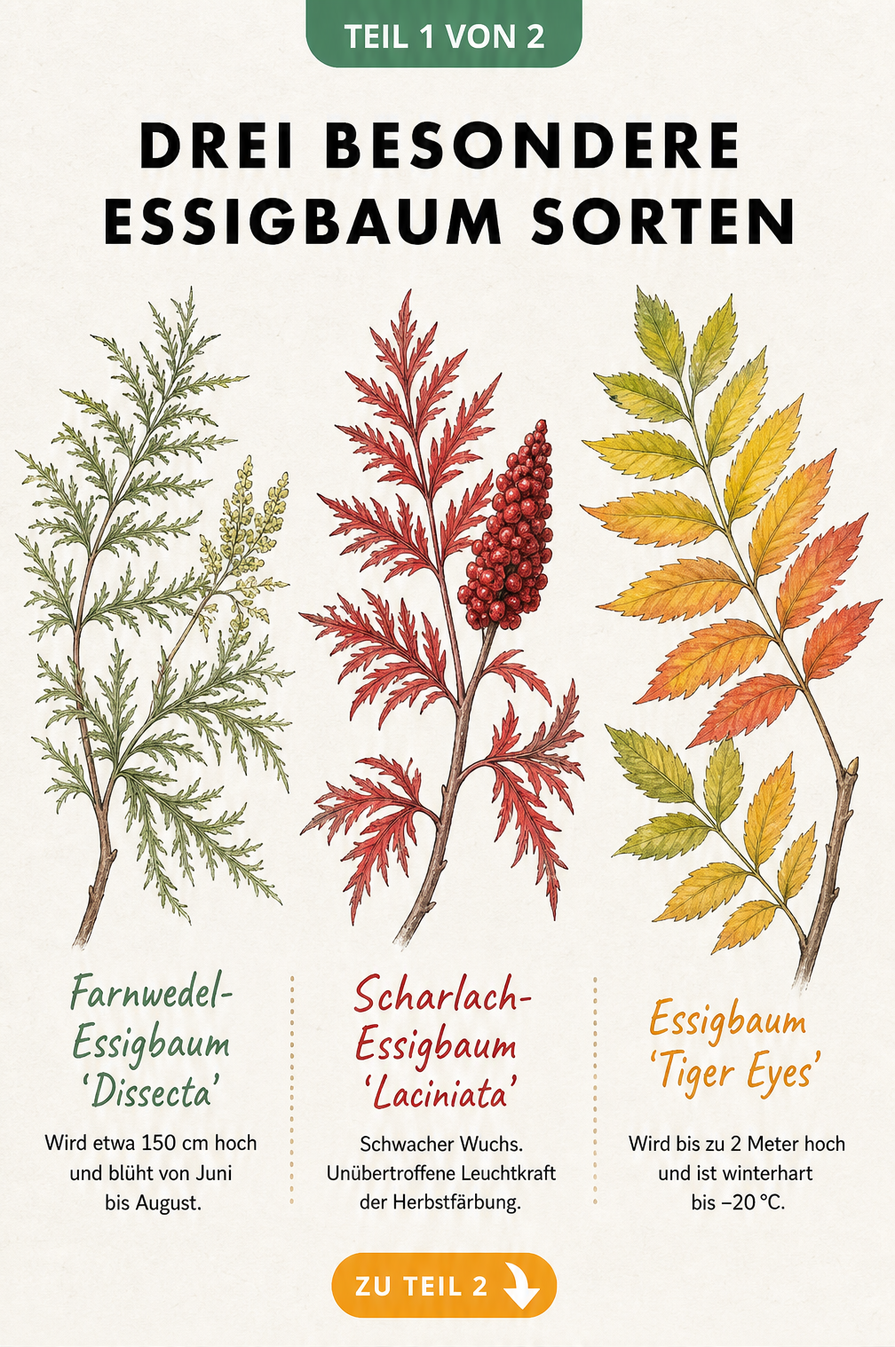 Botanische Aquarell-Zeichnung von drei Essigbaum-Sorten: Dissecta, Laciniata und Tiger Eyes mit ihren charakteristischen Blattformen und Herbstfärbungen