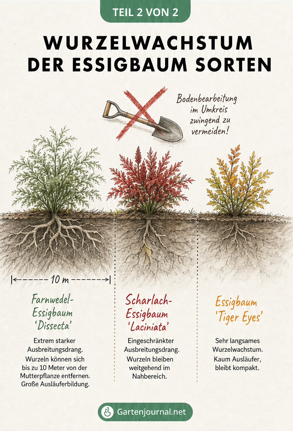 Schnittgrafik des Gartenbodens, die das unterschiedliche Wurzelwachstum und den Ausbreitungsdrang der Essigbaum-Sorten Dissecta, Laciniata und Tiger Eyes zeigt