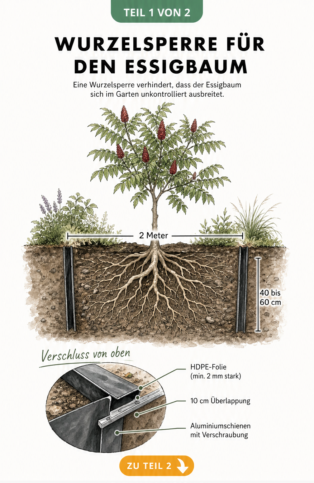 Querschnitts-Illustration einer Wurzelsperre für den Essigbaum mit HDPE-Folie und Aluminiumschienen im Gartenboden