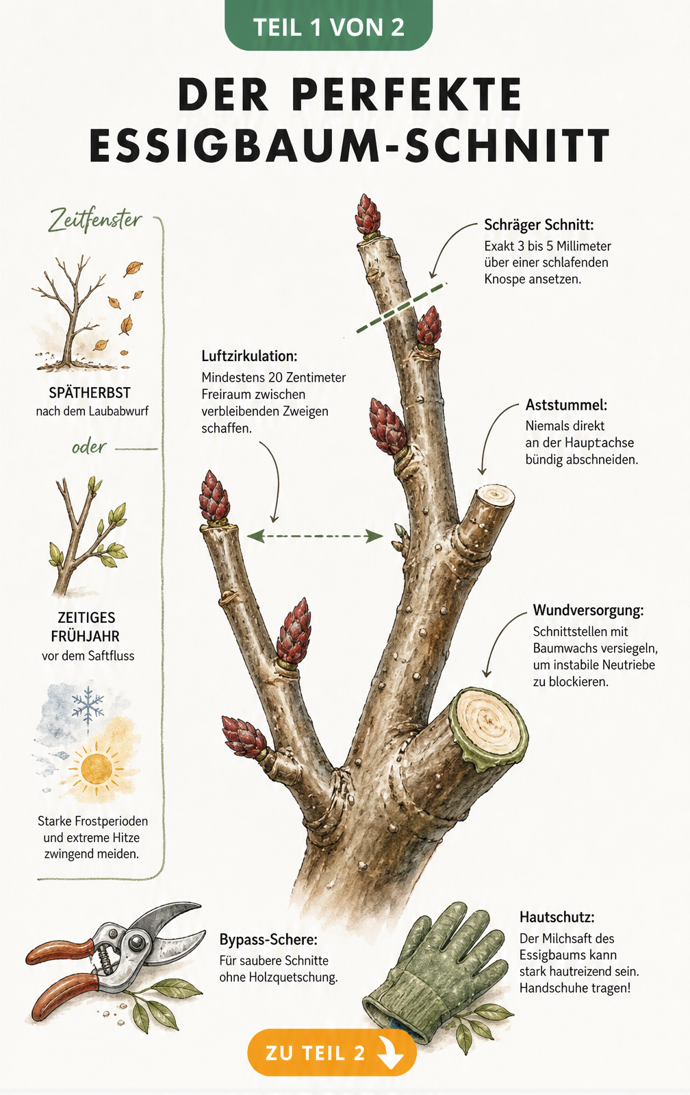Botanische Illustration eines Essigbaum-Zweiges, die den schrägen Schnitt über einer Knospe und den Abstand zwischen Zweigen zeigt.