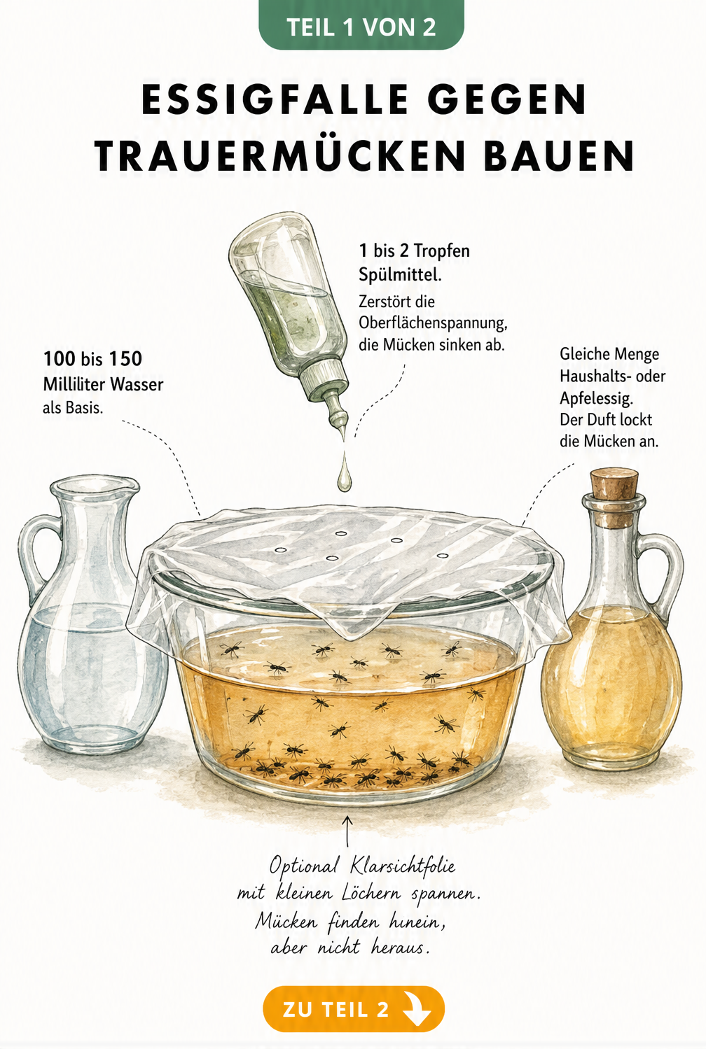 Illustration einer Essigfalle gegen Trauermücken mit Wasser, Essig, Spülmittel und Klarsichtfolie