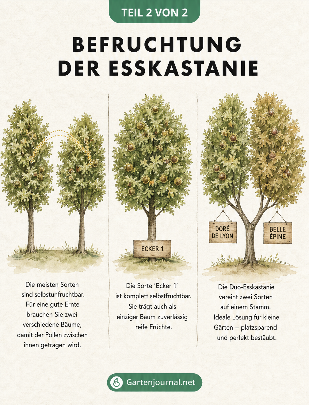 Skizze zur Befruchtung von Esskastanien: Fremdbestäubung, selbstfruchtbare Sorte Ecker 1 und Duo-Baum