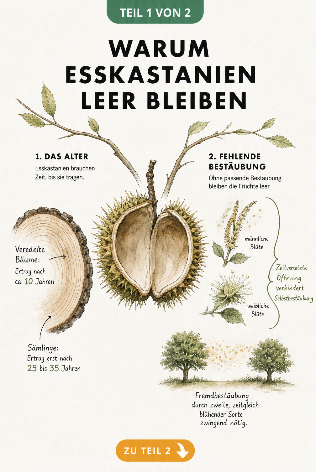 Botanische Illustration eines leeren Fruchtbechers der Esskastanie mit Erklärungen zu Alter und fehlender Bestäubung