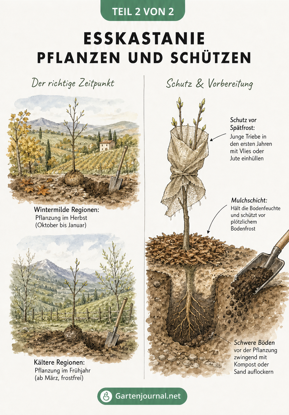 Zweigeteilte Illustration zum Pflanzzeitpunkt und Schutz von jungen Esskastanien, mit Vignetten zu Herbst- und Frühjahrspflanzung sowie Details zu Vlies und...