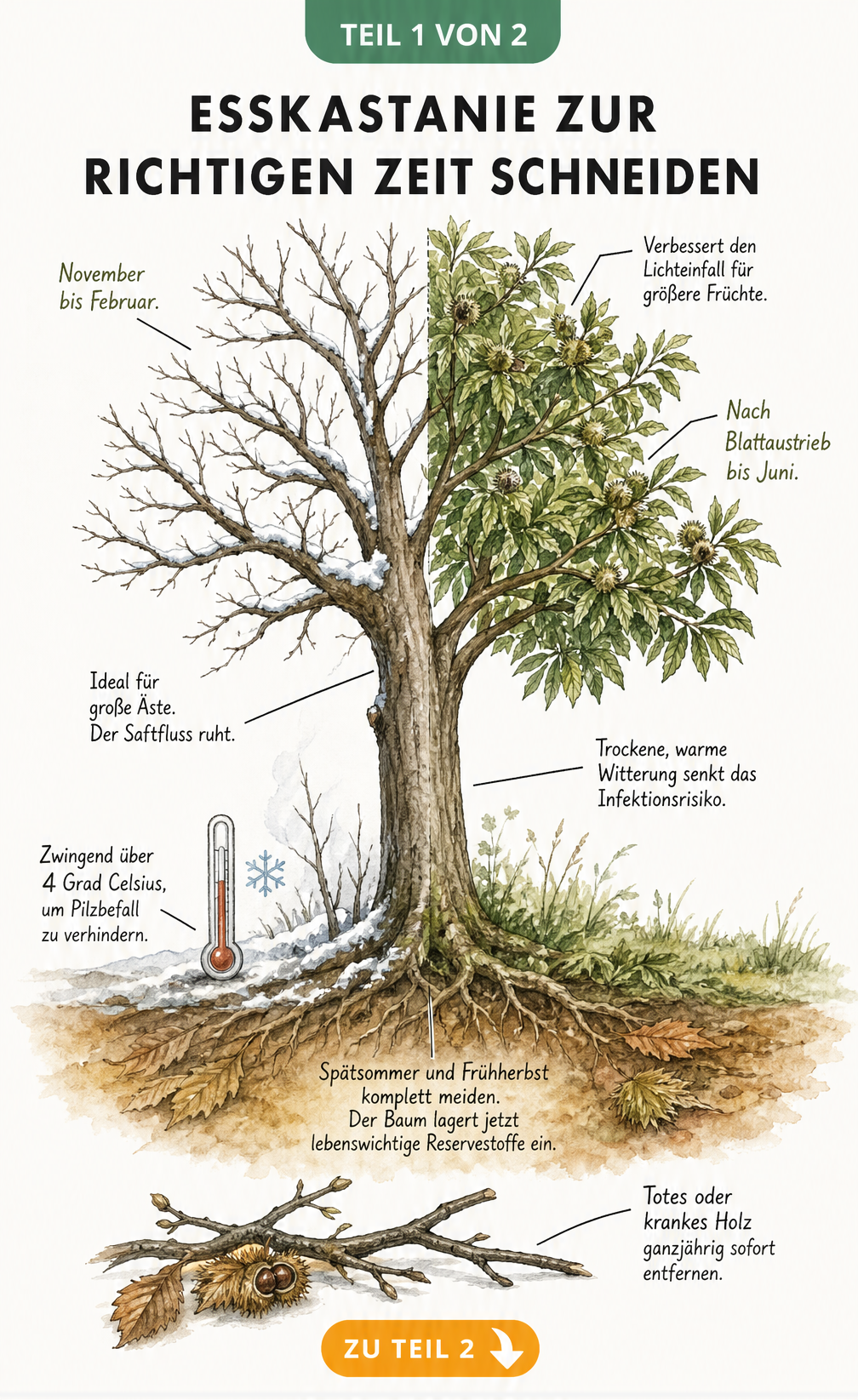 Botanische Illustration einer Esskastanie, die den Baum in drei jahreszeitliche Phasen unterteilt und die besten Zeitpunkte für den Schnitt zeigt.