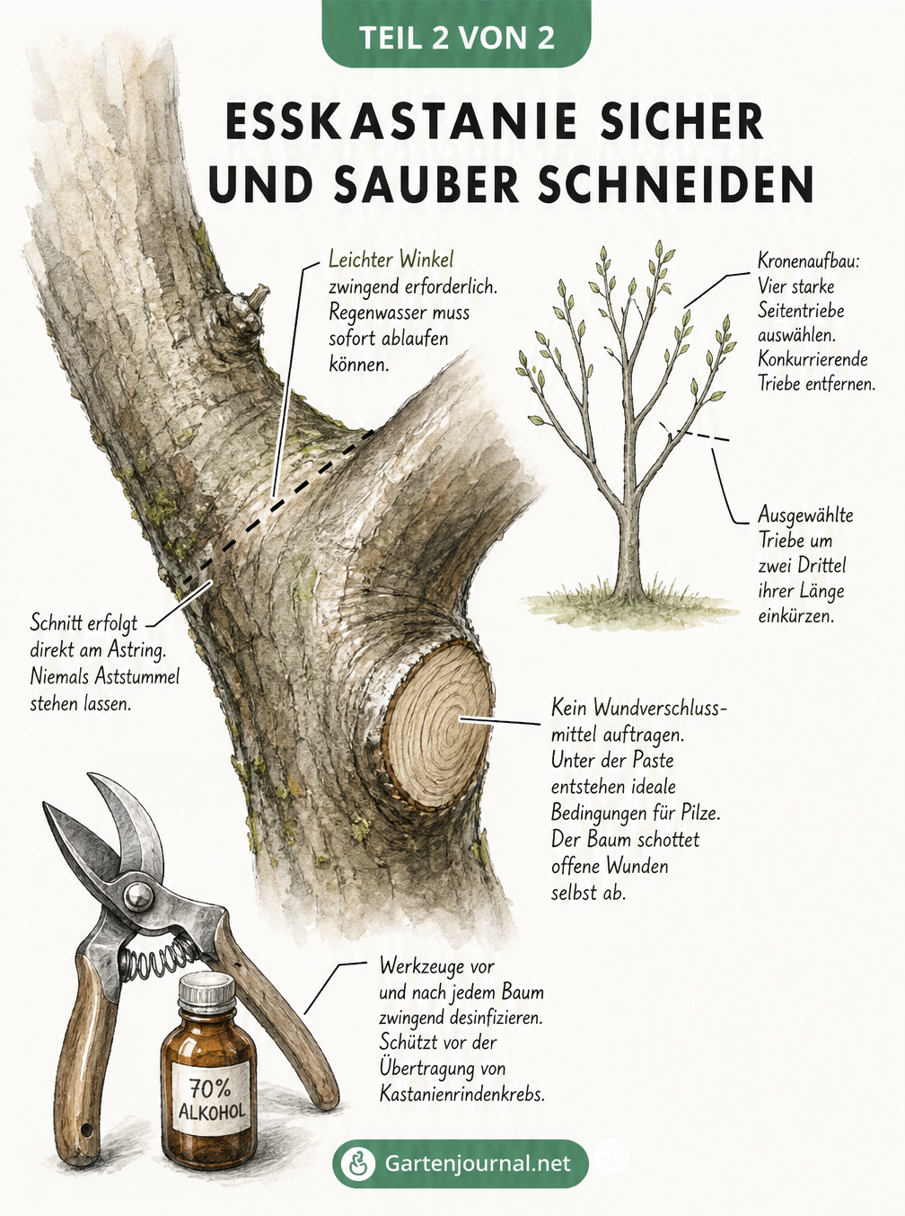 Detaillierte Skizze einer Astgabelung einer Esskastanie, die die korrekte Schnittführung am Astring und die Pflege von Jungbäumen demonstriert.