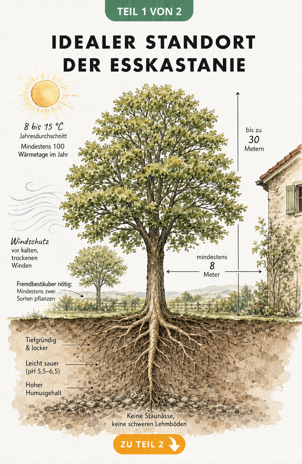 Botanische Schnittzeichnung einer Esskastanie mit oberirdischen und unterirdischen Standortanforderungen wie Licht, Temperatur, Windschutz und...