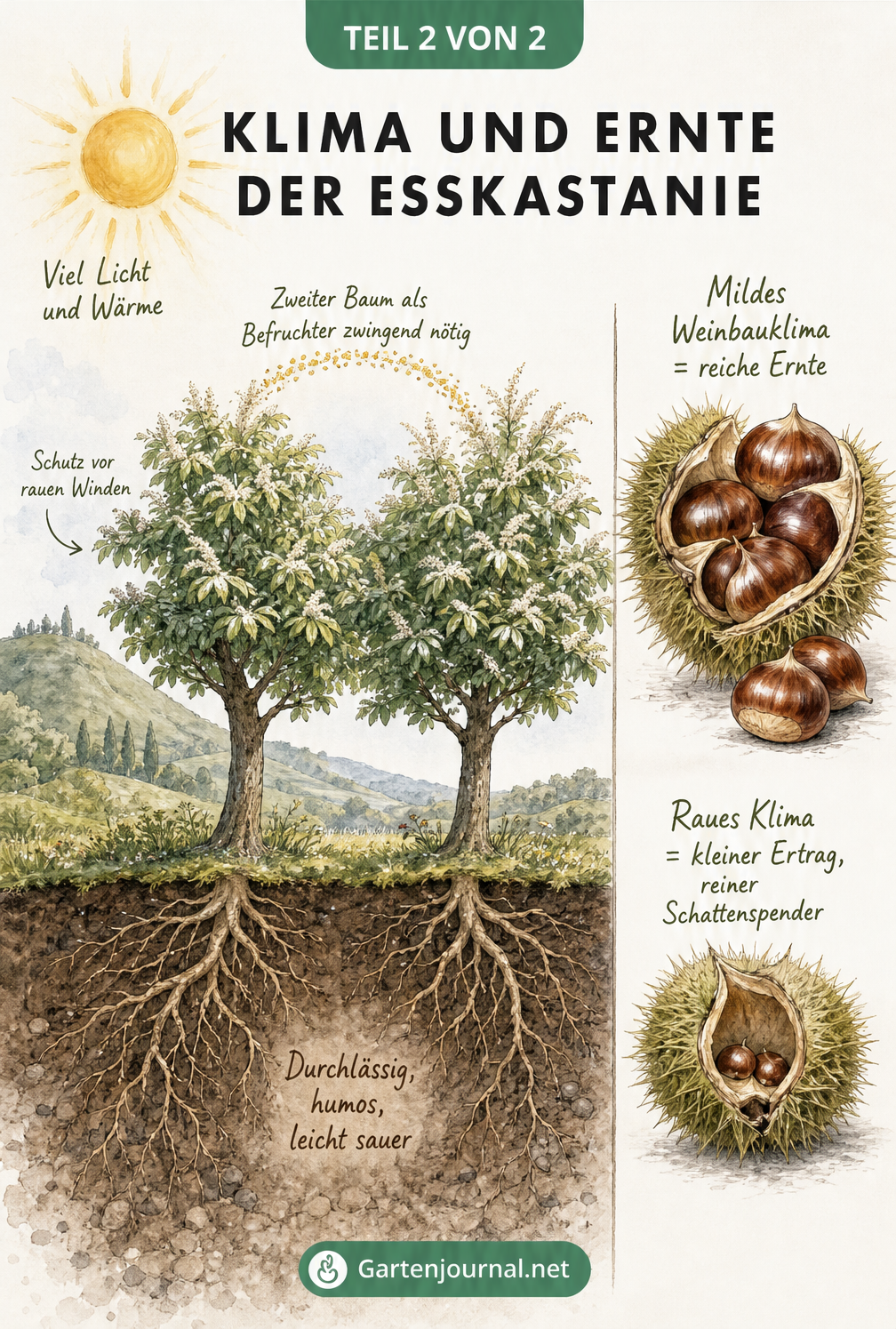 Querschnitt einer Landschaft mit zwei Esskastanienbäumen, die sich gegenseitig befruchten, sowie einem Vergleich der Ernte in mildem und rauem Klima.