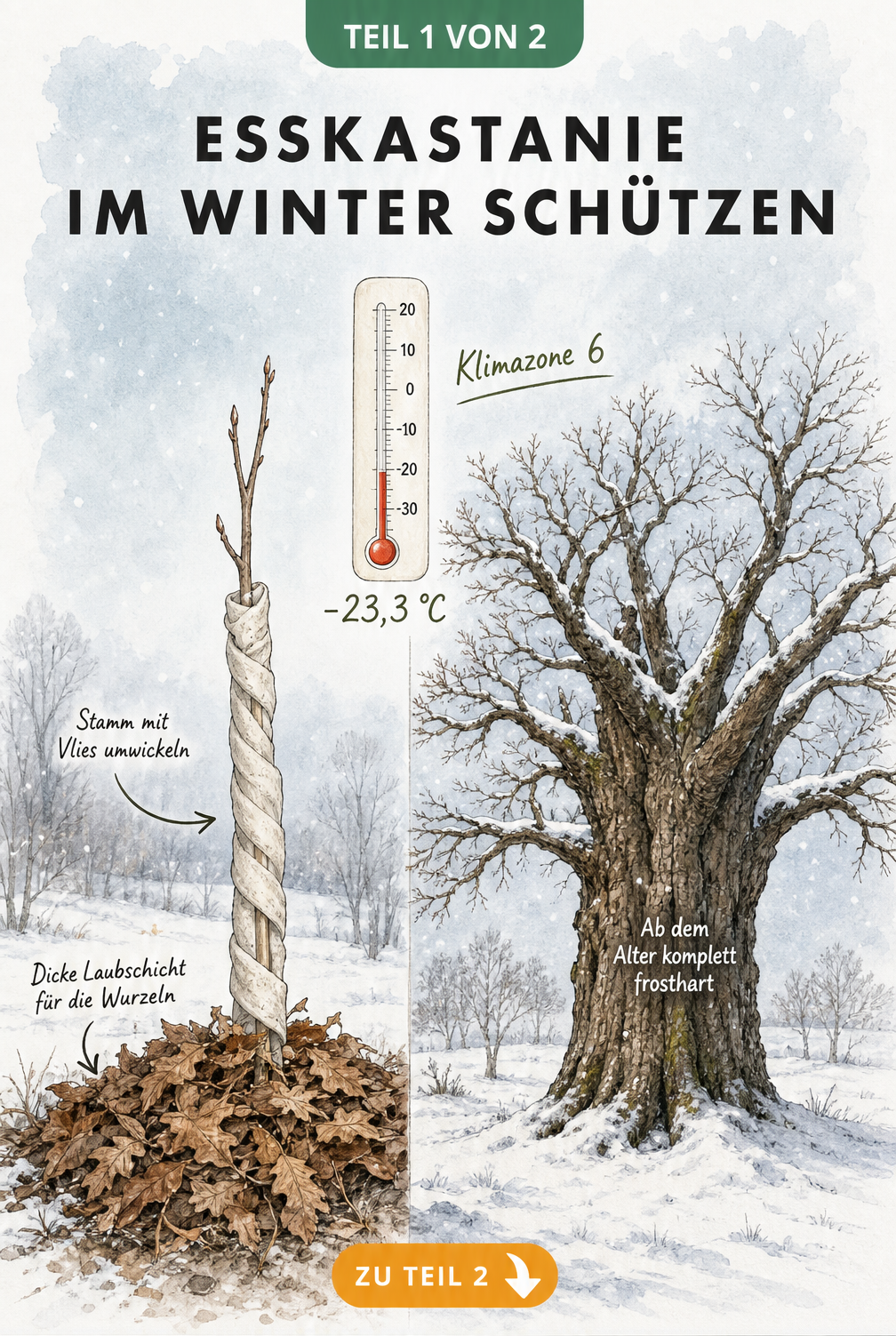 Illustration einer Esskastanie im Winter: Ein geschützter Setzling mit Laub und Vlies neben einem ungeschützten, frostharten alten Baum bei -23,3 Grad Celsius.