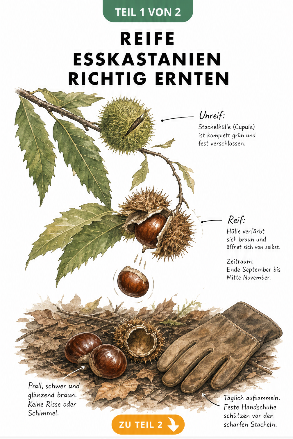 Botanische Illustration des Reifeprozesses von Esskastanien am Baum bis zum Bodenfall