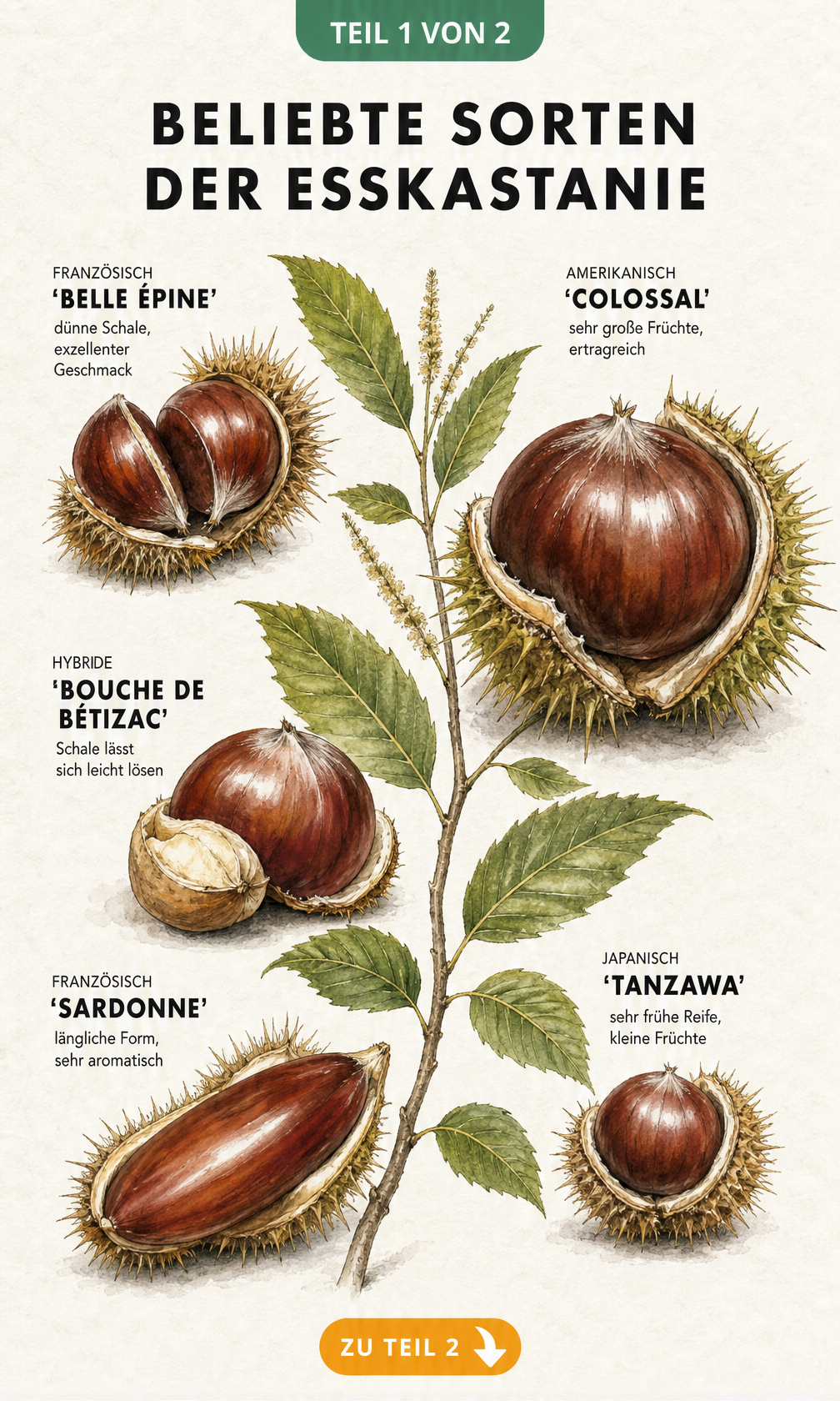 Botanische Illustration von fünf beliebten Esskastaniensorten wie Belle Épine und Colossal im Größenvergleich