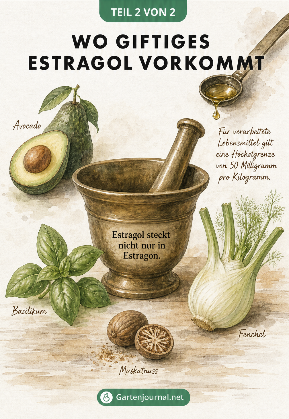 Aquarell-Illustration eines Mörsers mit Avocado, Basilikum, Fenchel und Muskatnuss, die zeigt, in welchen Lebensmitteln Estragol vorkommt.