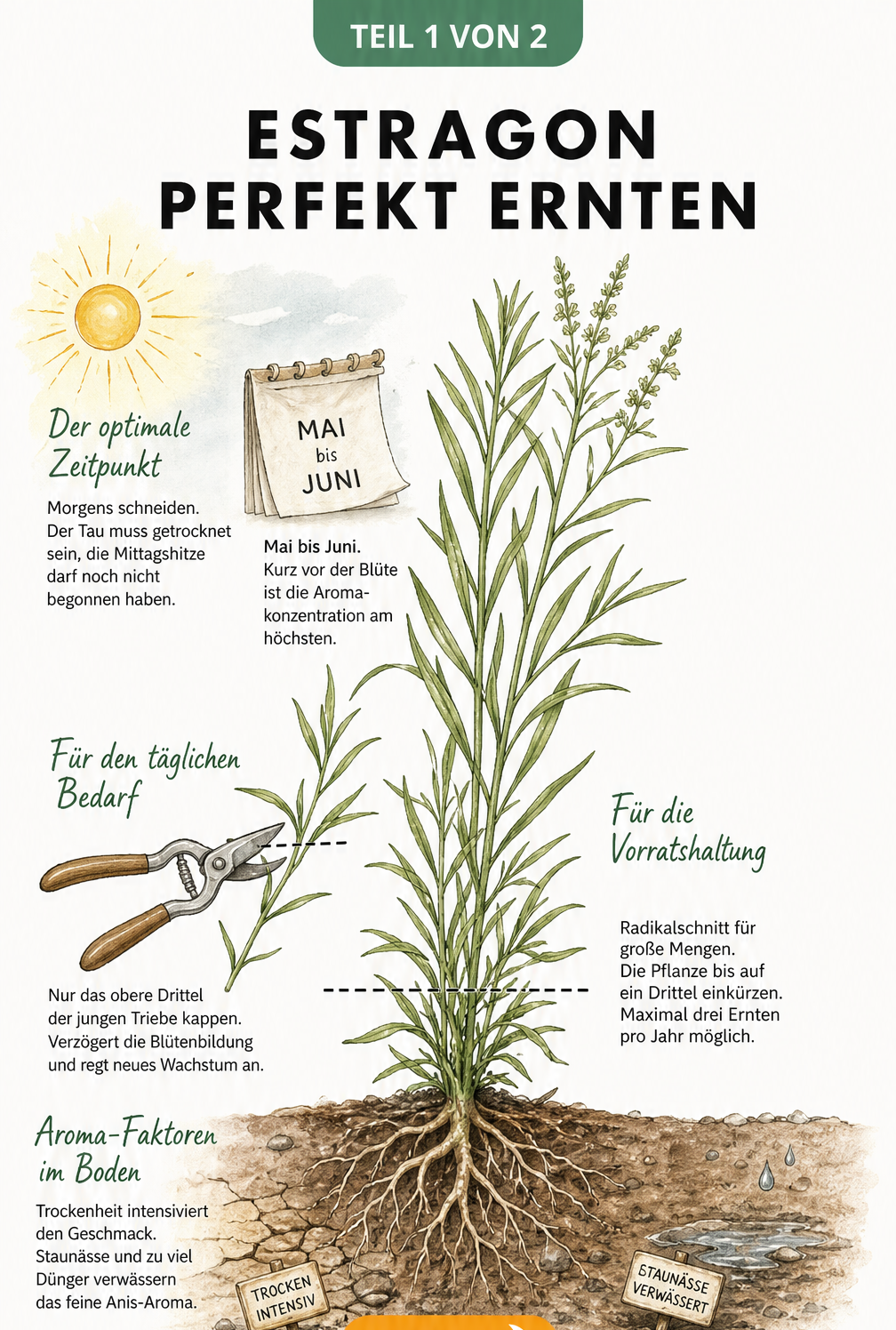 Botanische Illustration einer Estragonpflanze mit Hinweisen zu Erntezeitpunkt, Schnitttechniken und Bodenbedingungen