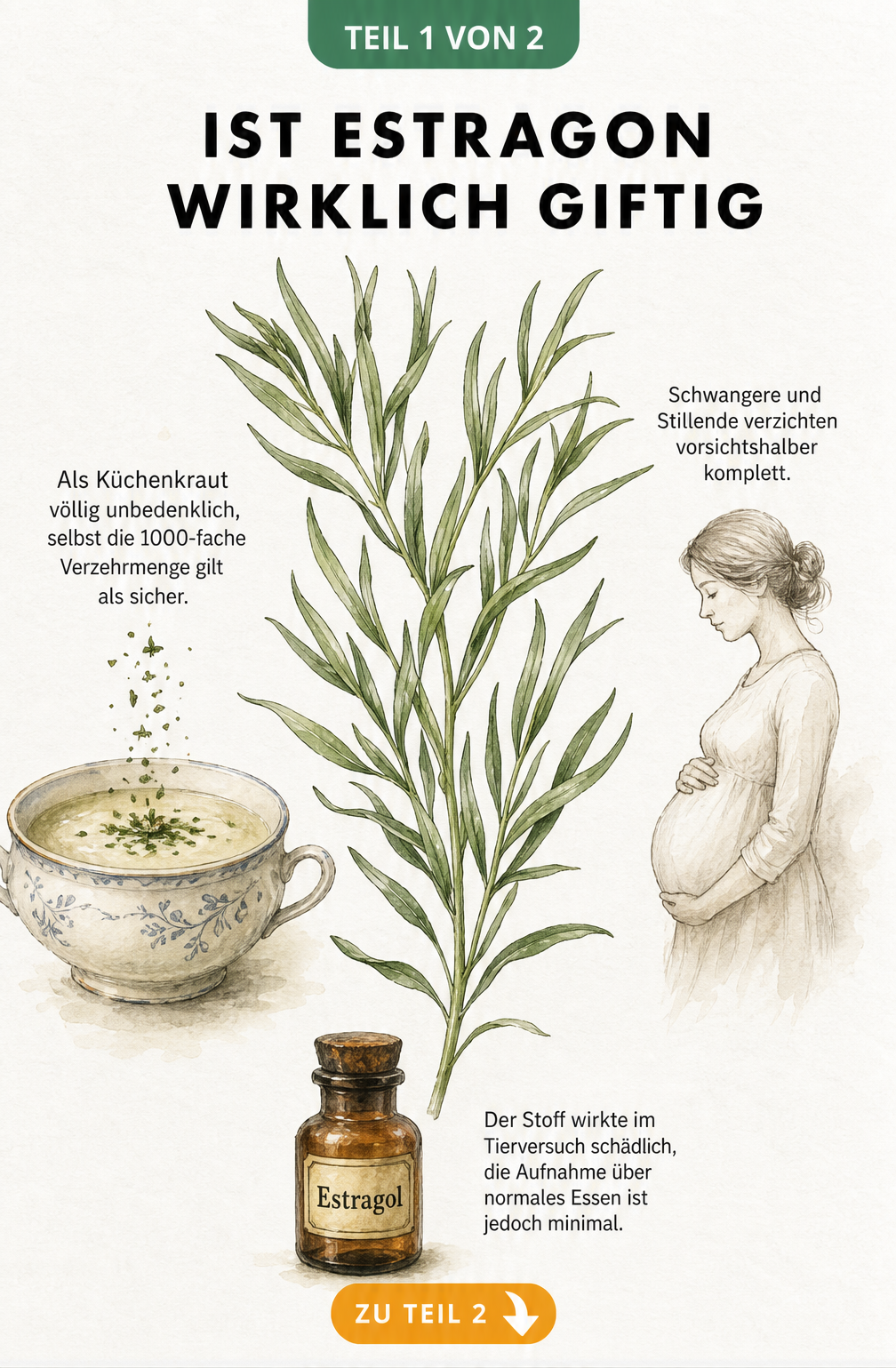 Botanische Illustration eines Estragonzweigs mit Suppenschale, schwangerer Frau und Apothekerflasche, die die Unbedenklichkeit als Küchenkraut und Vorsicht für...